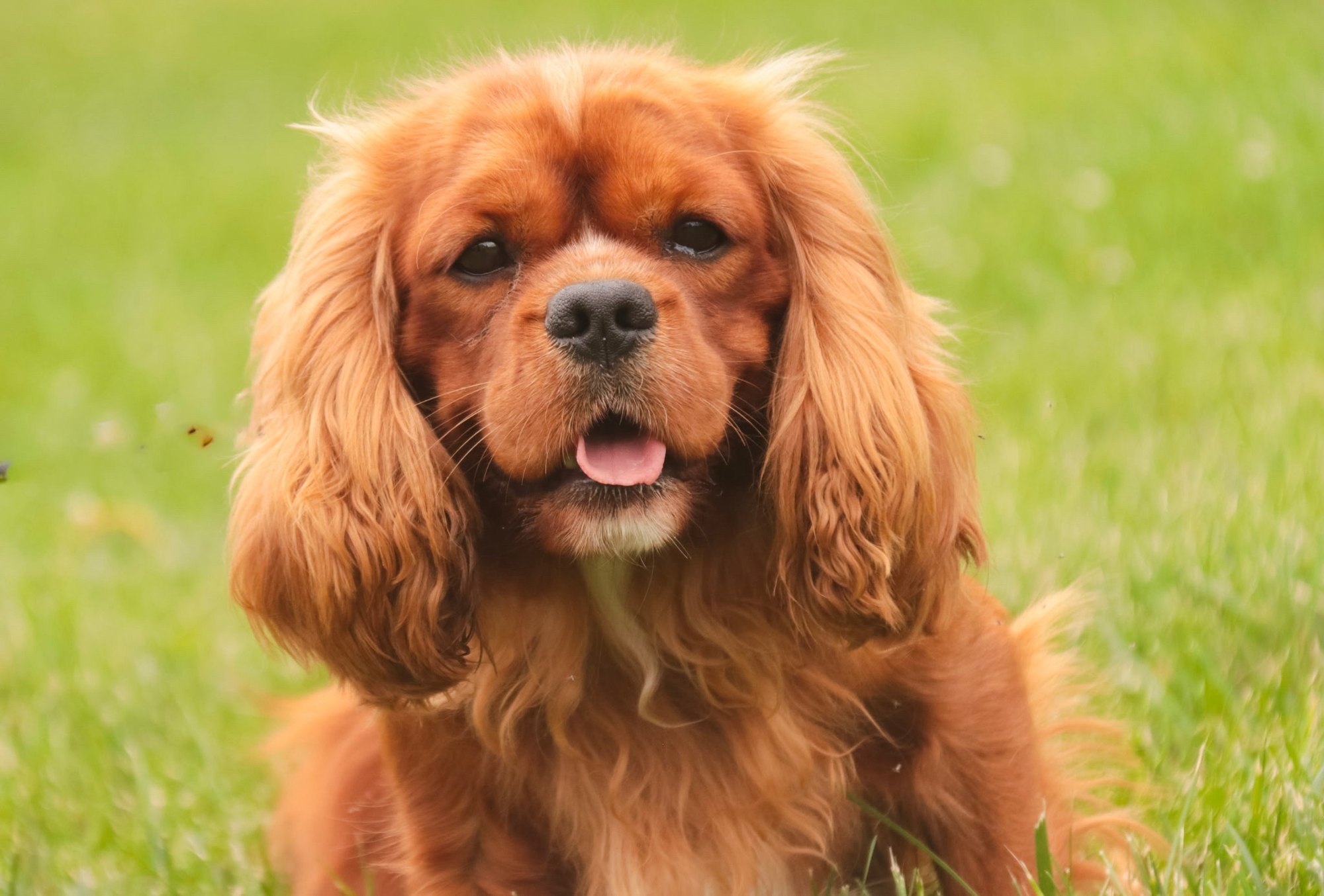 Bip Finch, our Cavalier King Charles Spaniel