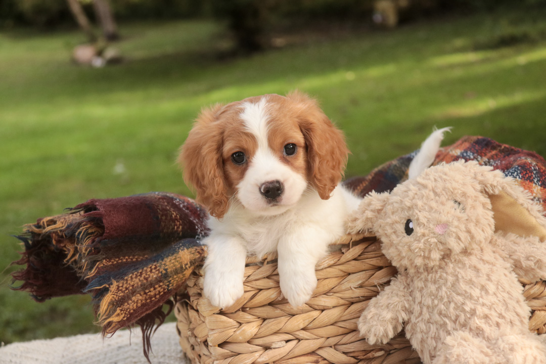 Caleb, a red and white parti Munchkin Bernedoodle puppy