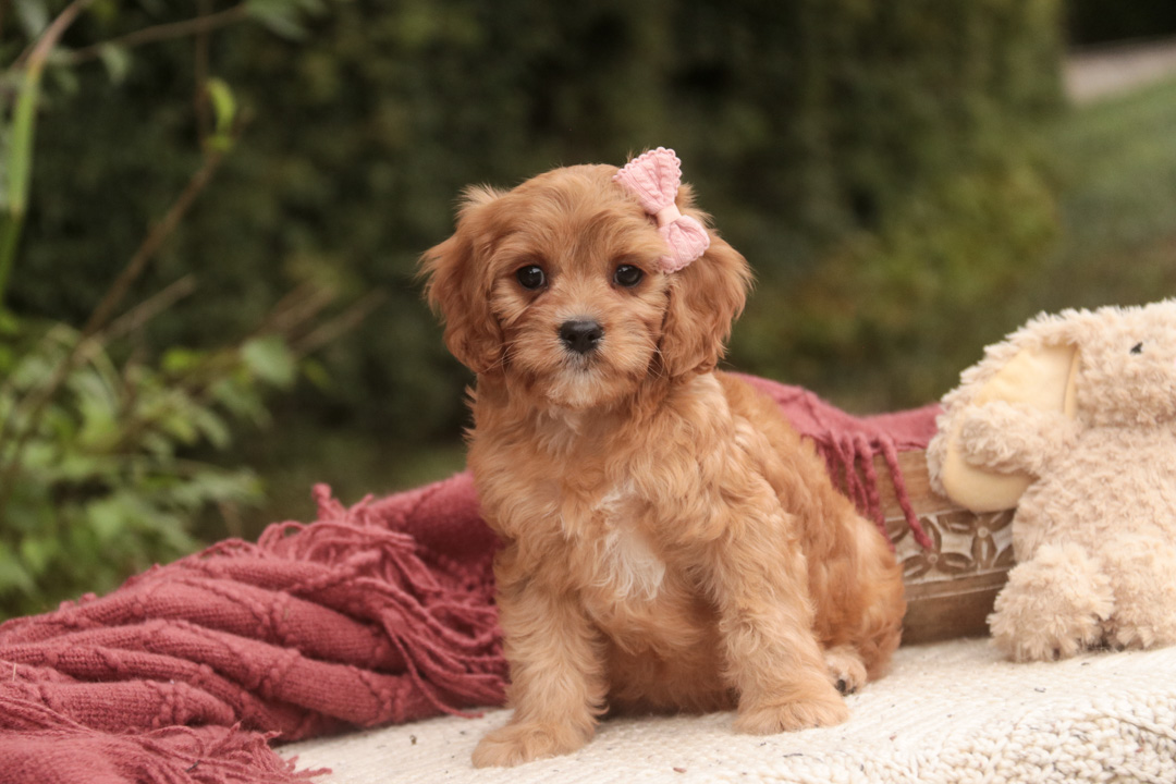 Eden, a red with white Munchkin Bernedoodle puppy