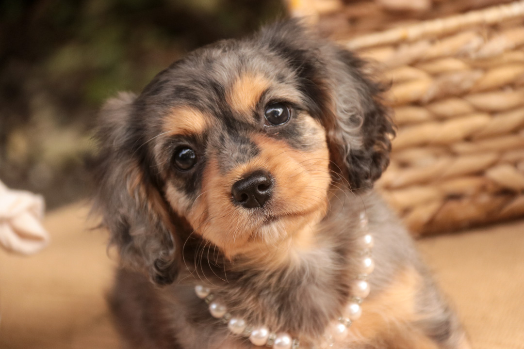 Havilah, a blue merle phantom Munchkin Bernedoodle puppy