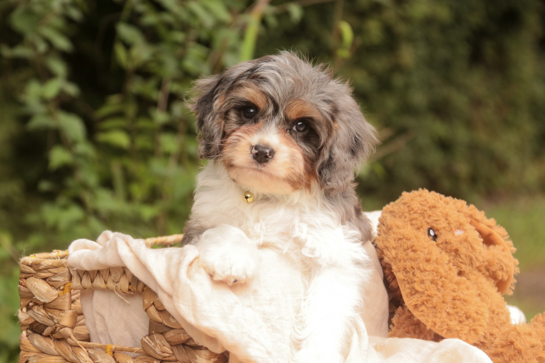 Jericho, a blue merle parti Munchkin Bernedoodle puppy