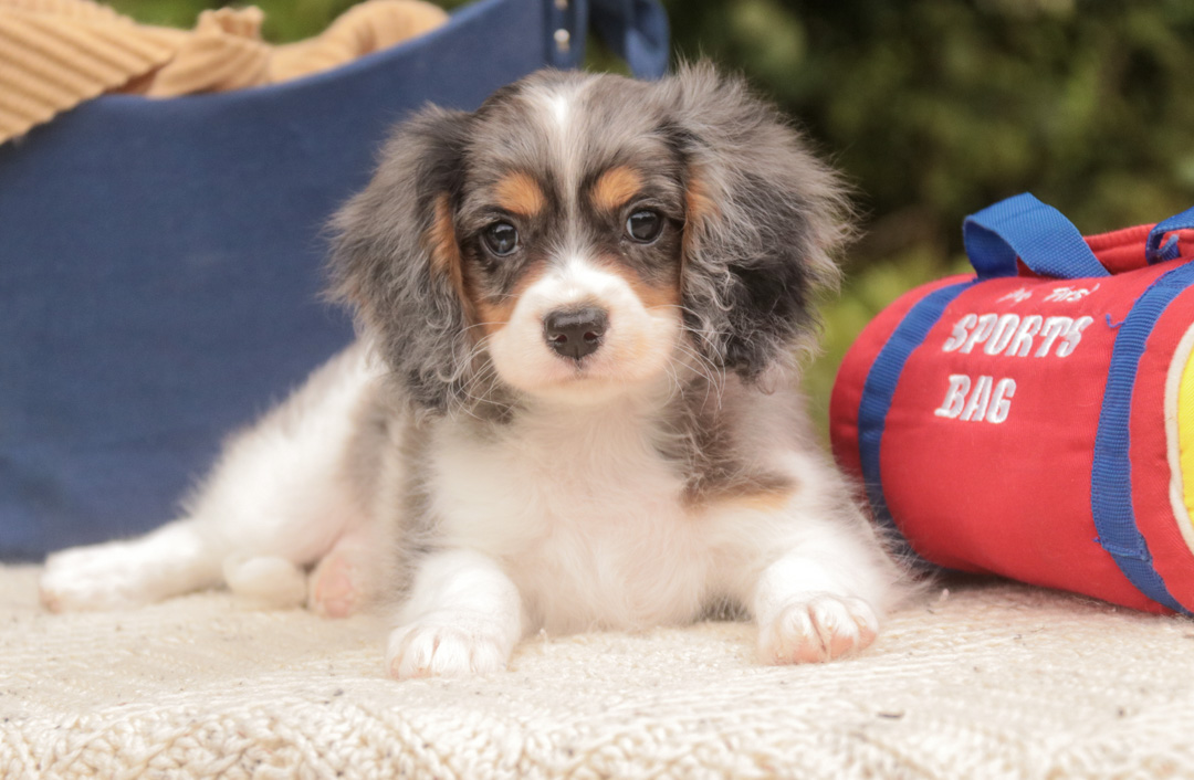 Jordan, a blue merle parti Munchkin Bernedoodle puppy