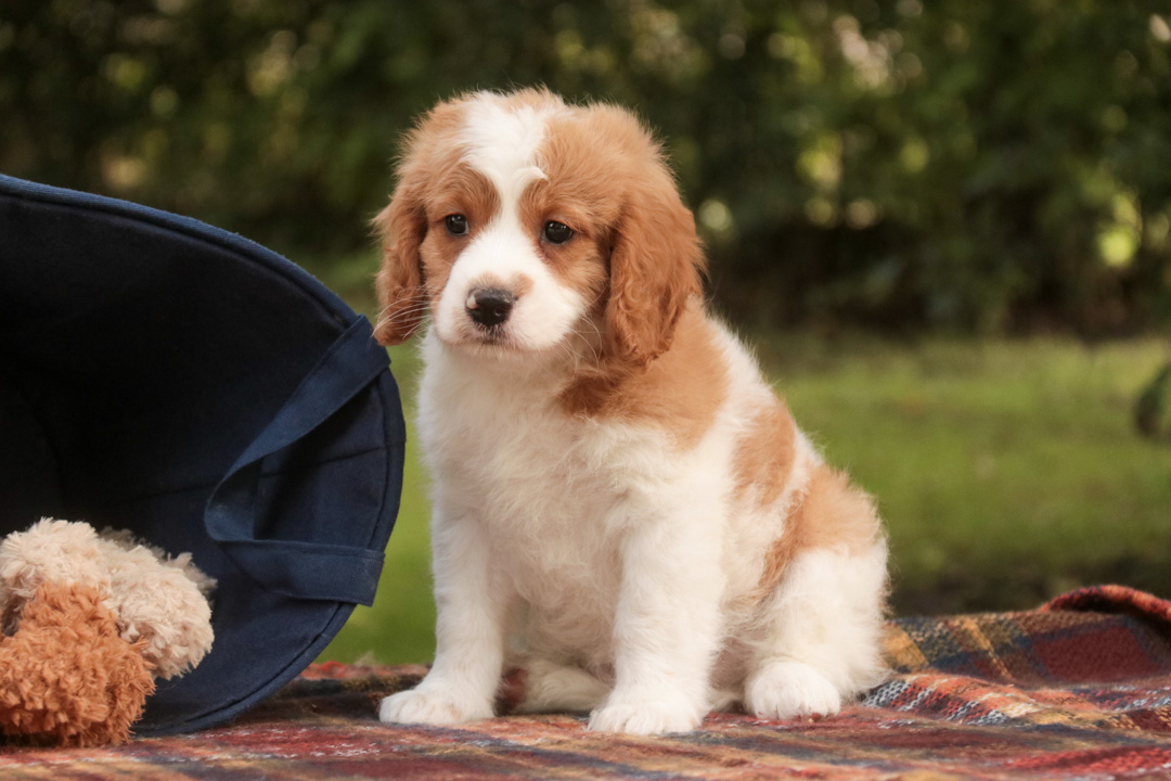 Joshua, a red and white parti Munchkin Bernedoodle puppy