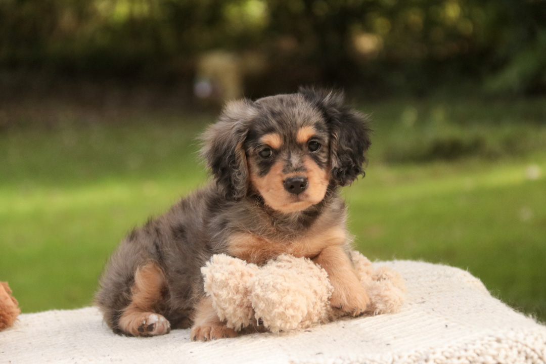 Shiloh, a blue merle phantom Munchkin Bernedoodle puppy