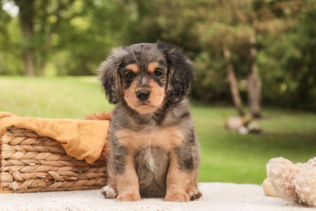 Shiloh