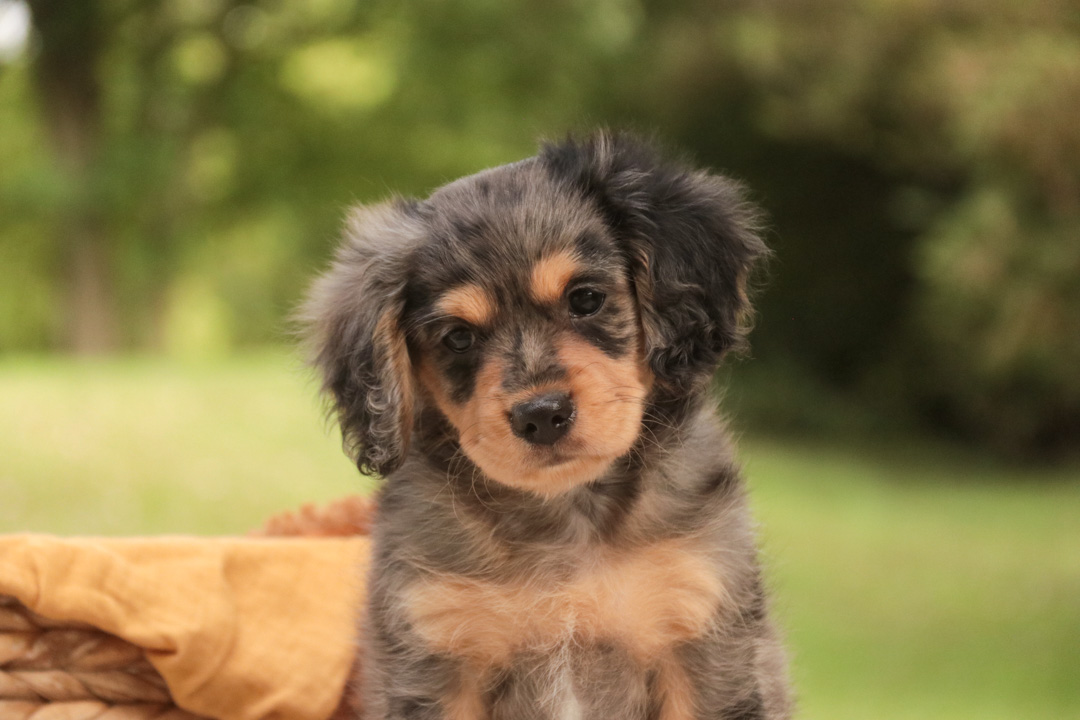 Shiloh