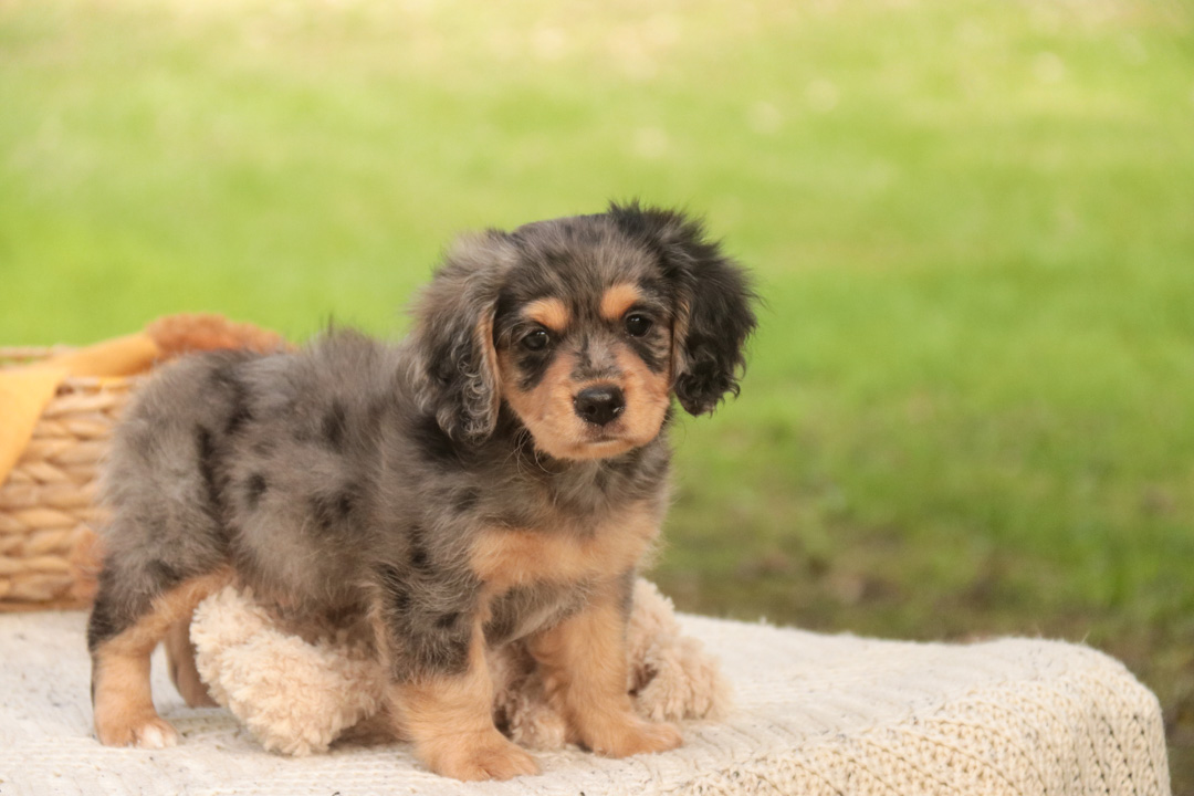 Shiloh
