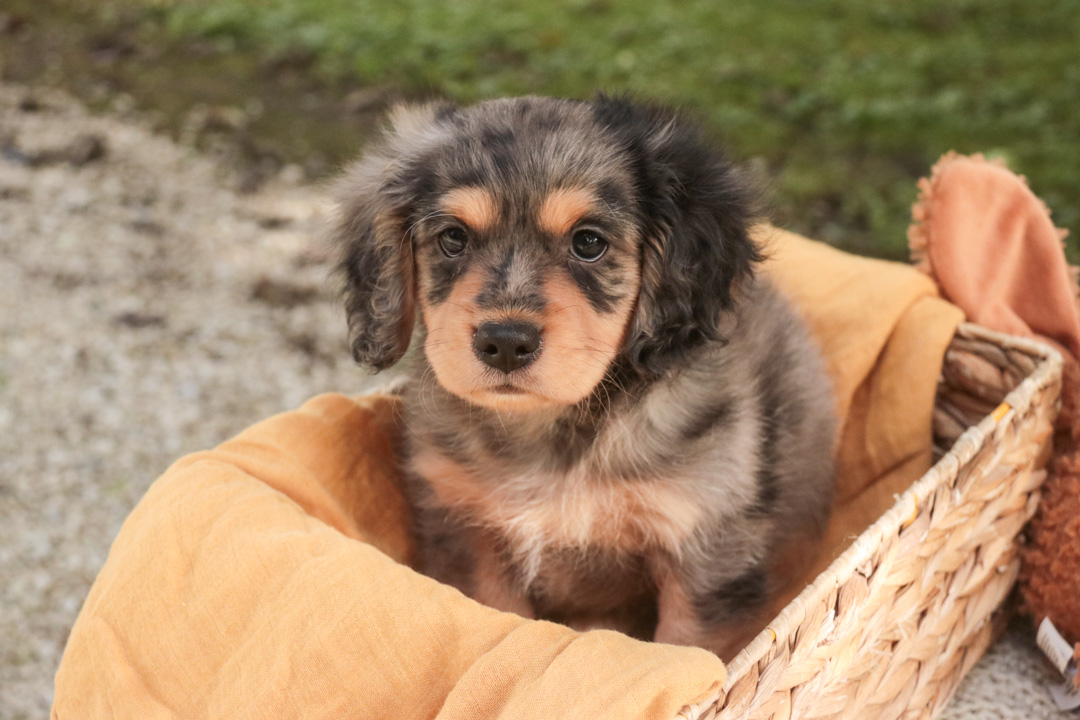 Shiloh
